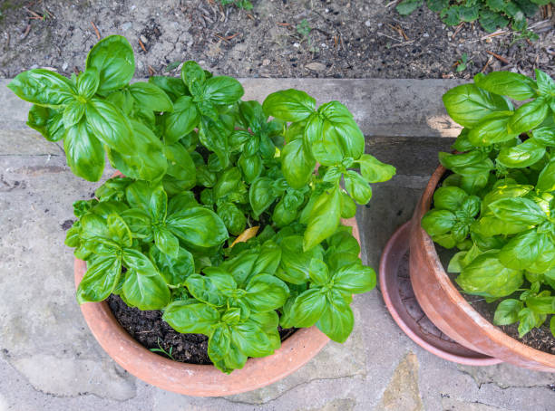 istock Lush green basil plants thriving in terracotta pot 2187097951