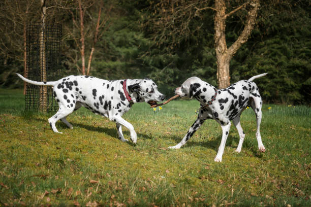 istock two Dalmatian dogs playing with a large stick at the forest 2187099643