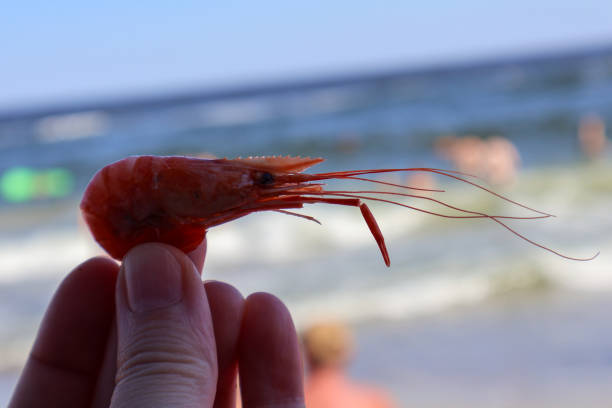 A detailed close-up of a vibrant red shrimp held by hand against the blurred backdrop of a sunny beach and ocean waves