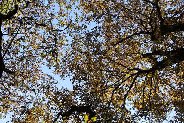 A beautiful view looking up at tree branches during autumn, with golden leaves and clear blue sky filtering sunlight.