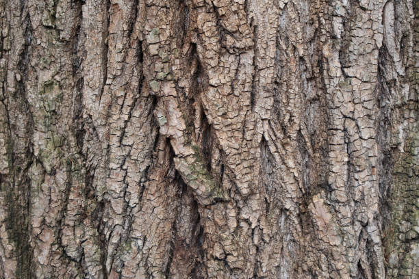 istock Close-Up of Tree Bark with Detailed Texture 2187101098