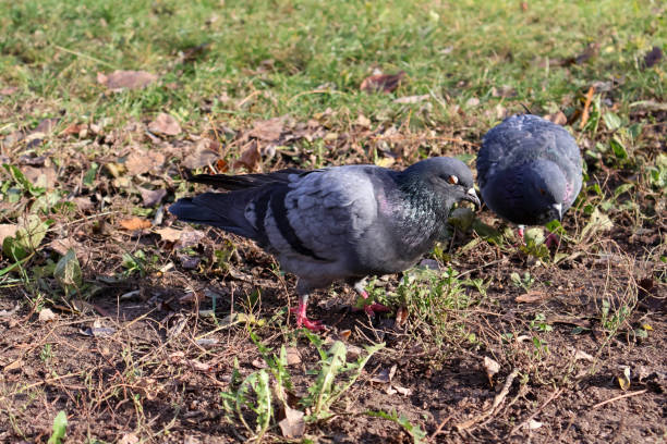 istock Close-Up of Pigeons Foraging on Grass and Soil 2187101121