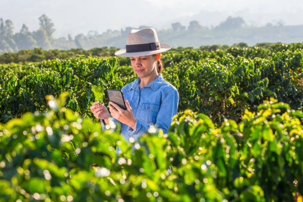istock Woman farmer in coffee plantation 2187101301