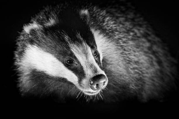 Close-up portrait of a badger with detailed fur and facial features.