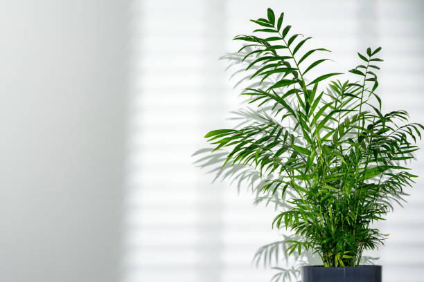 istock Green palm leaves and shadows on a white wall 2187102322