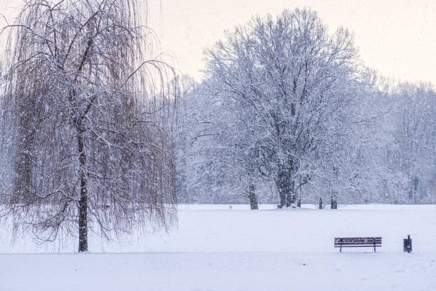 A serene winter scene in a park with snow-covered trees and bench
