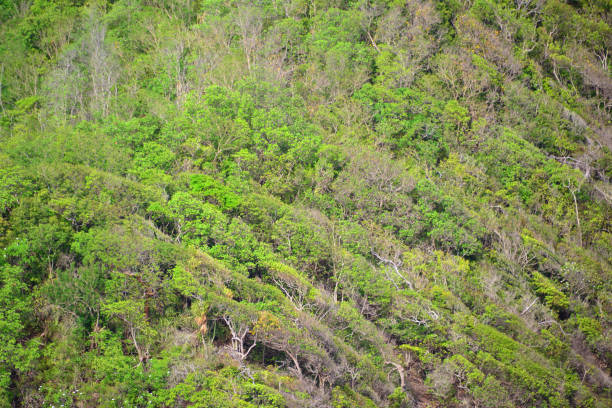 Bequia island, Saint Vincent and the Grenadines: dry forests of Bequia are a defining feature of the island’s rugged landscape, characterized by drought-tolerant vegetation adapted to limited rainfall and nutrient-poor soils. These forests are dominated by species like lignum vitae, gumbo-limbo, and cacti, alongside hardy shrubs and grasses. Interspersed with patches of deciduous trees, the dry forests serve as critical habitats for native wildlife, including birds, lizards, and insects. They also play an essential role in preventing soil erosion and maintaining the island's ecological balance. However, these ecosystems face challenges from deforestation, invasive species, and land-use changes driven by agriculture and tourism, highlighting the need for sustainable management and conservation efforts.