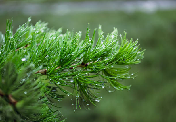 Green young needles on the branches of a spruce. Young spruce branch with bright green needles.