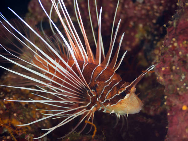 istock Clearfin Lionfish {Pterois radiata} in Sudan 2187104092