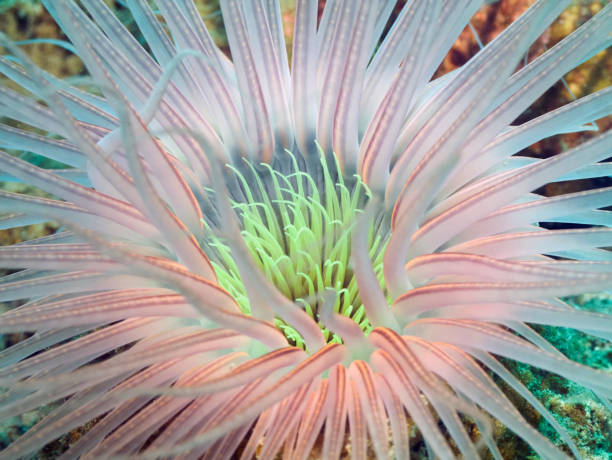 istock Ceranthidae - Pink tube anemone 2187105425