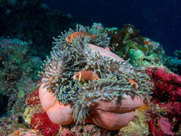 istock Tropical orange and black clark clown fish 2187105757