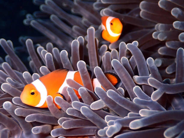 istock Tropical orange and black clark clown fish 2187106113