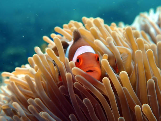 istock Tropical orange and black clark clown fish 2187106271