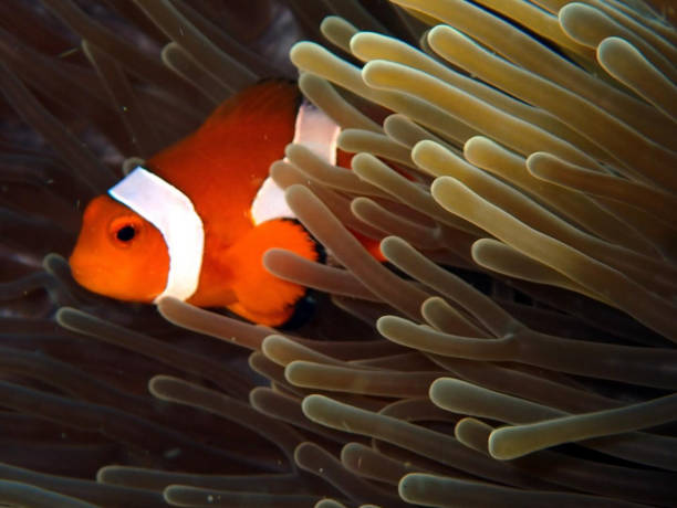 istock Tropical orange and black clark clown fish 2187106770