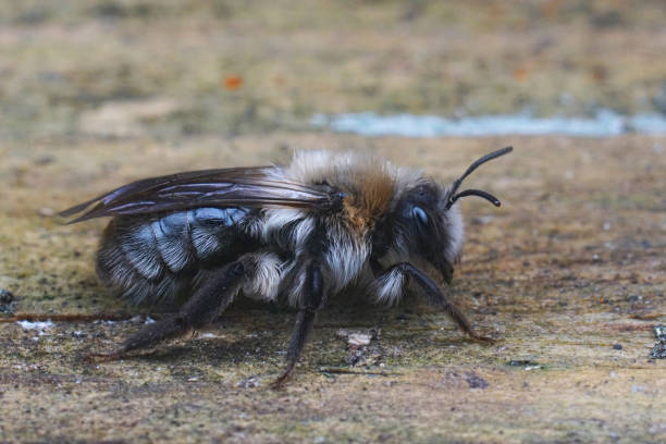 istock Closeup on a fluffy female Grey-backed mining bee, Andrena vaga carrying a Stylops melittae parasite 2187107922
