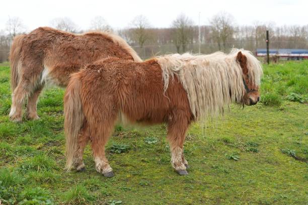 Shetland Ponies Grazing in a Field