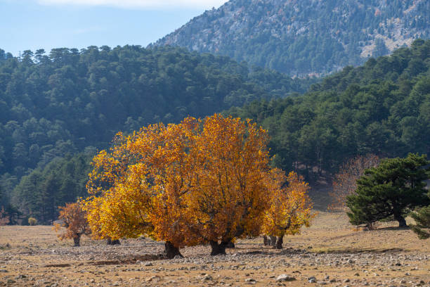 Autumn landscape with Oak trees