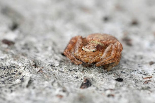 istock Closeup on a small crab spider, Xysticus on wood 2187108478