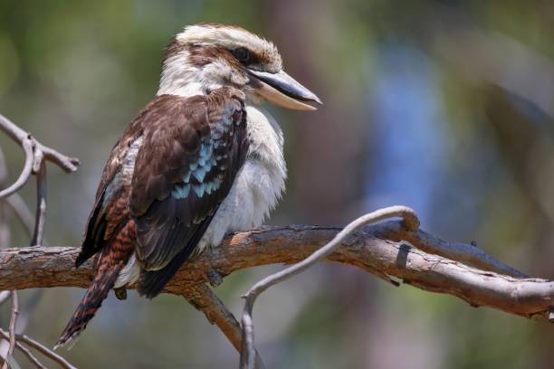 istock Side view, beautiful colored Laughing Kookaburra, a carnivorous terrestrial tree kingfisher, sitting in a Eucalyptus. Looking at camera. Urban environment, Perth, Western Australia 2187108579