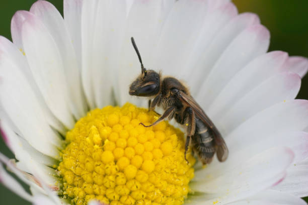 istock Closeup on a female dwarf mining bee, Andrena minutula group on a Common white flowering daisy 2187109469