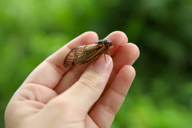 istock Person holding a cicada in their hand against a blurred green background. 2187110262