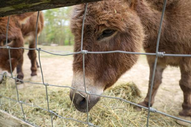 istock Donkey behind a wire fence, grazing on hay in a rural farm setting. 2187110263