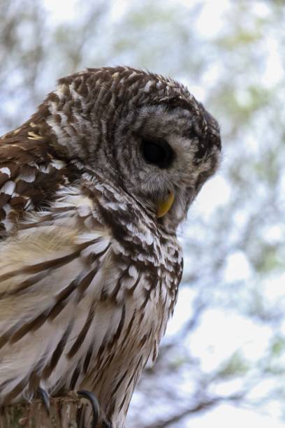 istock Barred owl showcasing its intricate feather patterns against a blurred background 2187110296