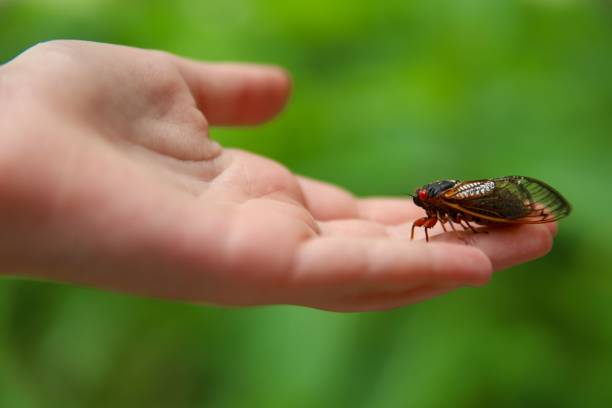 Cicada resting on a person's hand in a lush green setting, showcasing nature's delicate balance.