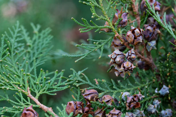 istock Branches of a coniferous thuja tree with cones on them selective focus close up. Natural coniferous green background. 2187112580