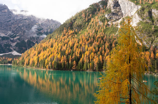 istock A yellow larch tree with fall colors and turquoise water 2187113211