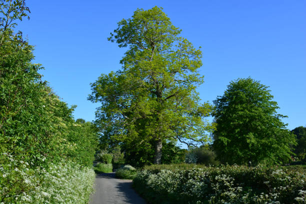istock English countryside in early summer 2187114438