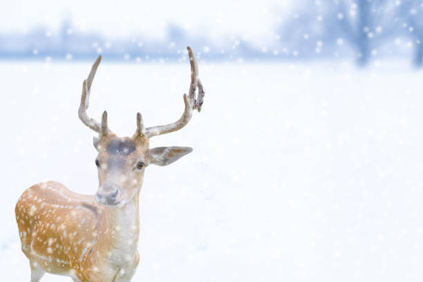 istock A solitary deer stands amidst falling snow in a winter landscape scene, copy space. 2187114609