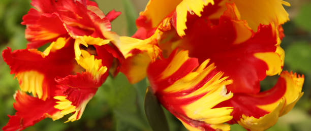 istock Blood and gold colored tulips  Panoramic and close-up image 2187114744