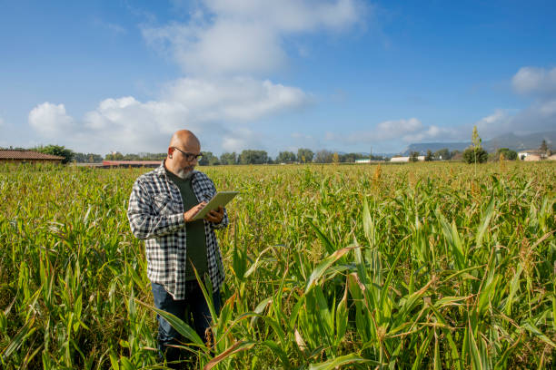 istock Man working with tablet in sorghum field 2187117273