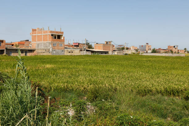 istock Rice fields surrounded by rural buildings in Iran on a clear sunny day 2187117534