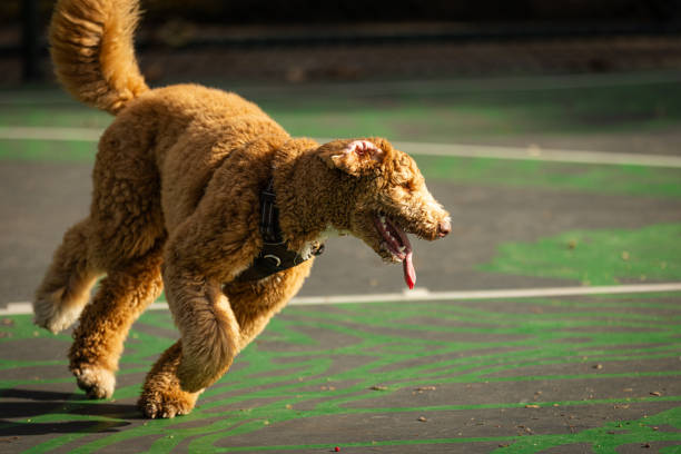 Domestic mixed- breed (labradoodle) dog is playing in park.