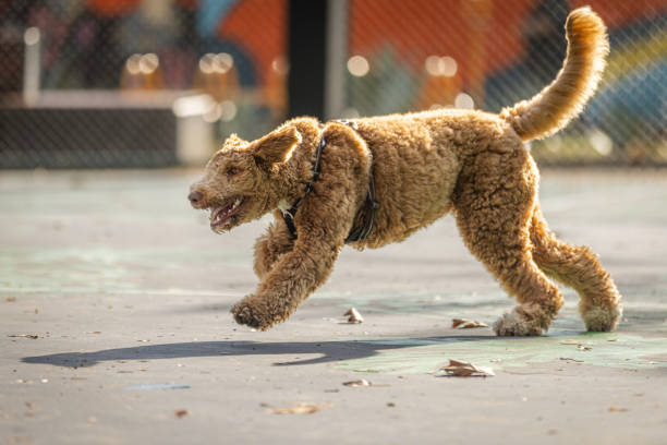 Domestic mixed- breed (labradoodle) dog is playing in park.