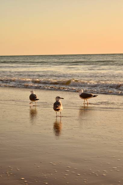 istock Seagulls on the beach near the sea 2187119478