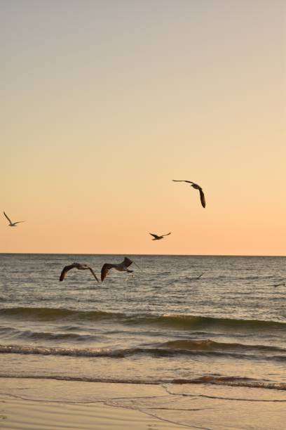 istock Seagulls on the beach near the sea 2187119571