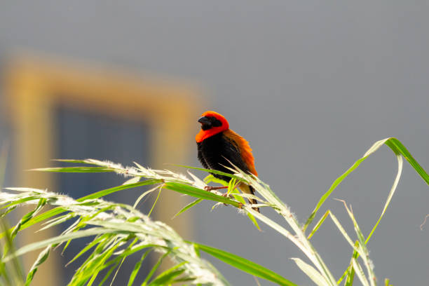 small, red, passerine bird belonging to the bishop and widowbird genus Euplectes in the weaver family, the Ploceidae perched on a blade of grass. It is common in wetlands and grassland in Africa south of the Equator. North of the Equator, it is replaced by the northern red bishop or orange bishop (E. franciscanus) which was formerly regarded as a subspecies of this species.