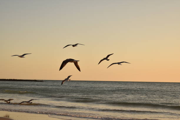 istock Seagulls on the beach near the sea 2187120695