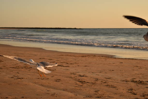 istock Seagulls on the beach near the sea 2187120728