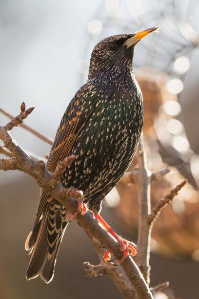 istock Starling on a branch at its feeding place. 2187121438