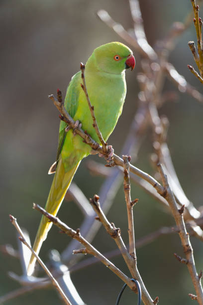 istock Ring-necked parakeet at a feeding place in the garden. 2187121522