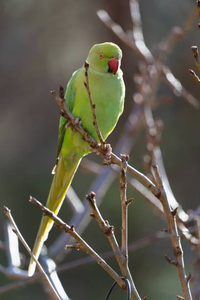 istock Ring-necked parakeet at a feeding place in the garden. 2187121531