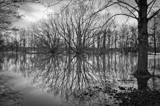 A bare tree is reflected in the water of a flood.