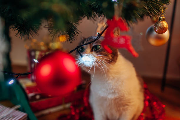 Curious cat playing with lights on decorated Christmas tree. Pet having fun smelling ornaments at home. New Year festive atmosphere