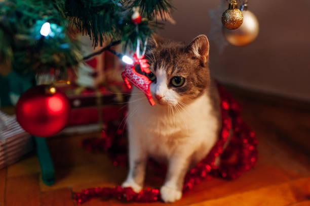 istock Curious cat caught playing with tinsel, other ornaments under decorated Christmas tree. Naughty pet having fun at home 2187121918