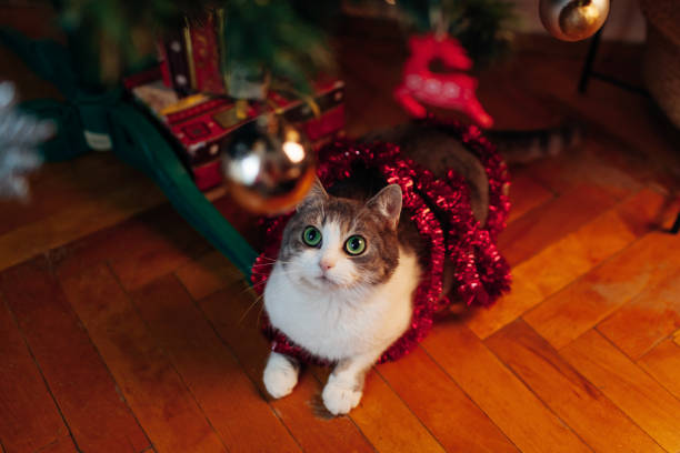 Curious cat caught playing with tinsel and other ornaments under decorated Christmas tree. Naughty pet having fun at home. New Year festive atmosphere
