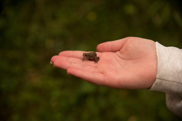 istock Little Frog Sitting on Palm 2187122498